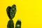 Houseplant cactus at yellow background. template for design. copy space