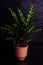 Houseplant calathea on dark background