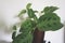 Houseplant calathea over white blurry background