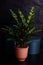 Houseplant calathea plant in orange pot