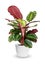 Houseplant - Calathea roseopicta a potted plant over wh