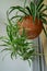 Houseplant, Chlorophytum comosum or spider plants hanging from the ceramic planter