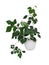 Houseplant cissus diamond-shaped on white isolated