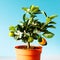 Houseplant Citrus calamondin lit by sunlight on blue background, close up. Home gardening