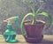 A houseplant in a clay pot and a sprayer