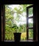 houseplant in a clay pot stands on the wooden window sill