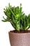 Houseplant Crassula Hobbit