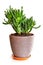 Houseplant Crassula Hobbit