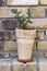 Houseplant Crassula ovata jade plant money tree in clay pot