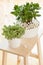 Houseplant Crassula ovata jade plant money tree and fittonia in