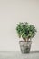 Houseplant Crassula ovata jade plant money tree opposite the white wall.