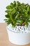 Houseplant Crassula ovata jade plant money tree in white pot