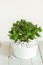Houseplant Crassula ovata jade plant money tree in white pot