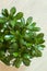 Houseplant Crassula ovata jade plant money tree in white pot