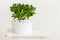 Houseplant Crassula ovata jade plant money tree in white pot