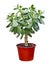 Houseplant Crassula in red pot