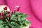 Houseplant cyclamen with purple pink flowers and green leaves in a ceramic flower pot.