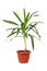 Houseplant dracaena in flowerpot