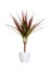 Houseplant - dracaena marginata a potted plant isolated over white