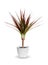 Houseplant - dracaena marginata a potted plant isolated over white