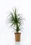 Houseplant dracaena palm