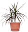 Houseplant dracaena palm in brown flowerpot