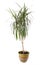 Houseplant dracaena palm in flowerpot