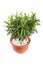 Houseplant dracaena reflexa