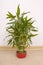 Houseplant Dracaena sanderiana