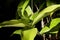 Houseplant Dracaena Surculosa with a green berry