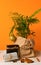 Houseplant dressed up for christmas and new year in paper wrapping next to holiday gifts and cinnamon on orange background