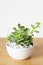 Houseplant Echeveria leucotricha in white pot