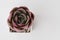 Houseplant Echeveria Shallot Succulent flower on white background, top view