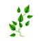 Houseplant Epipremnum Aureum, homemade flowers in cartoon style, vector object, hand draw, isolate white background