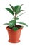 Houseplant ficus