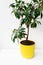 Houseplant Ficus Benjamina in a bright yellow pot on a white table. Home plants