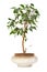 Houseplant ficus benjamina in flowerpot