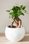 Houseplant ficus microcarpa ginseng in white flowerpot