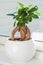 Houseplant ficus microcarpa ginseng in white flowerpot