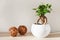 Houseplant ficus microcarpa ginseng in white flowerpot