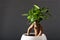 Houseplant ficus microcarpa ginseng in white flowerpot