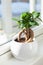 Houseplant ficus microcarpa ginseng in white flowerpot