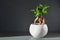 Houseplant ficus microcarpa ginseng in white flowerpot