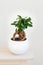 Houseplant ficus microcarpa ginseng in white flowerpot