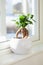 Houseplant ficus microcarpa ginseng in white flowerpot