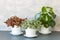 Houseplant fittonia albivenis and peperomia in white flowerpot