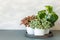 Houseplant fittonia albivenis and peperomia in white flowerpot