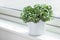 Houseplant fittonia albivenis in white flowerpot