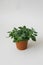 houseplant fittonia dark green with white streaks in a brown po