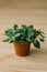 houseplant fittonia dark green with white streaks in a brown pot on a beige background